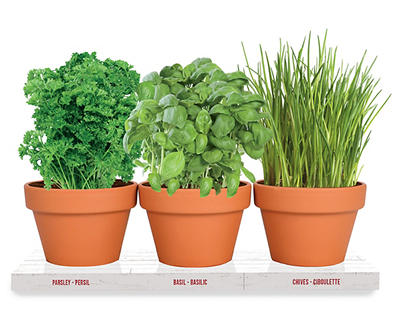 Parsley, Basil & Chives Kitchen Herbs Grow Kit
