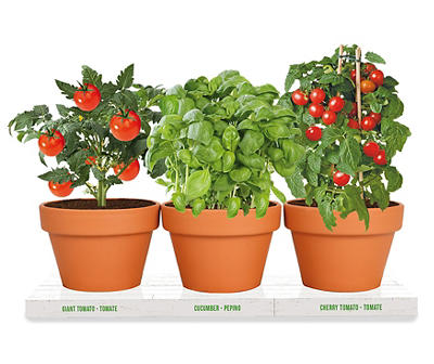 Giant Tomato, Cherry Tomato & Cucumber Veggie Grow Kit