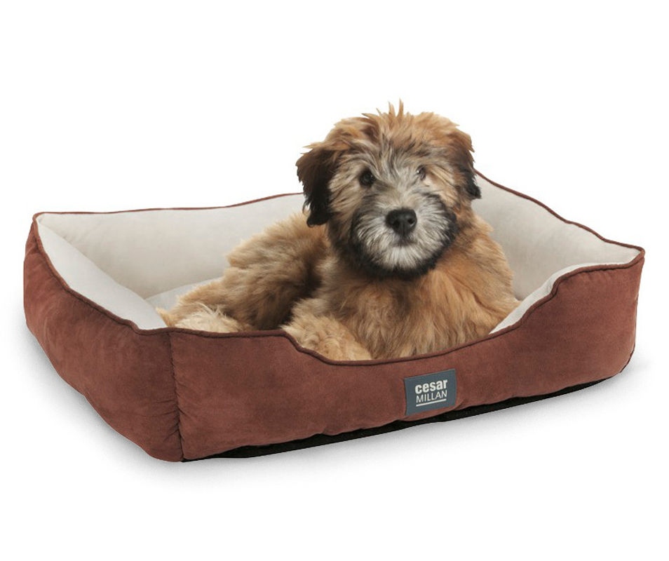 Big lots large dog 2024 beds