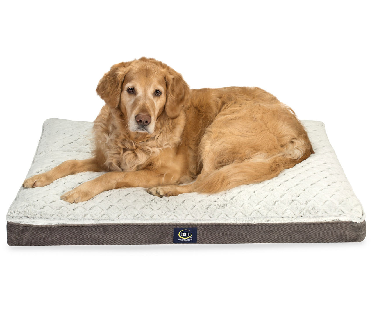 Serta dog shop bed big lots