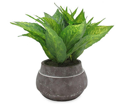 House Plant in Round Clay Pot