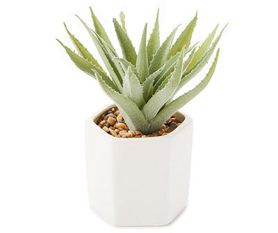 Succulent in White Ceramic Pot