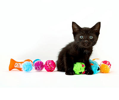 Just For Cats 13-Piece Cat Toy Variety Pack