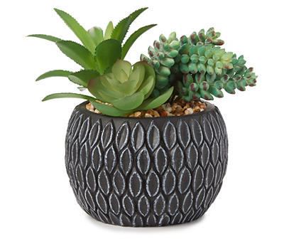 Succulents In Round Cement Pot