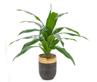 Houseplant In Rounded Pot