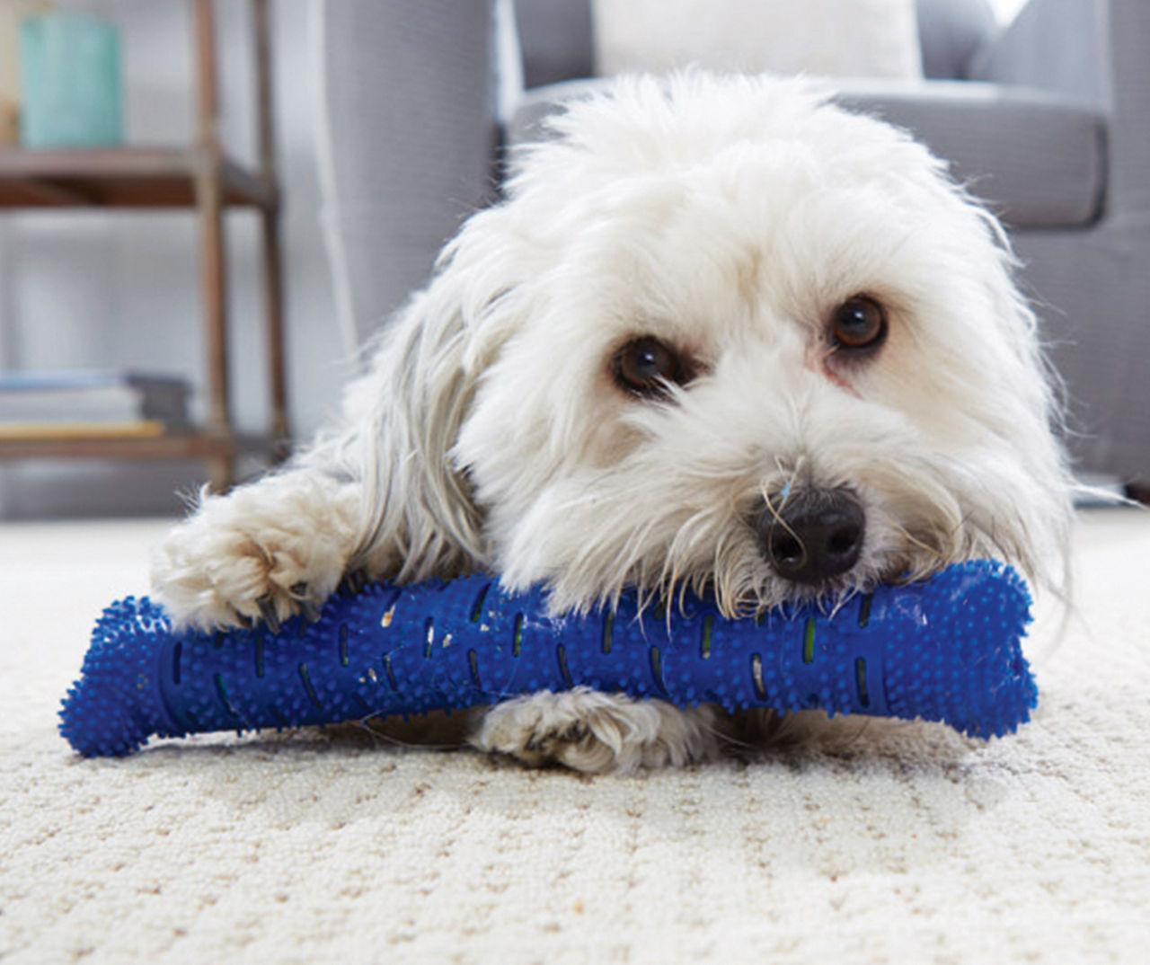 Dog self cleaning clearance toothbrush