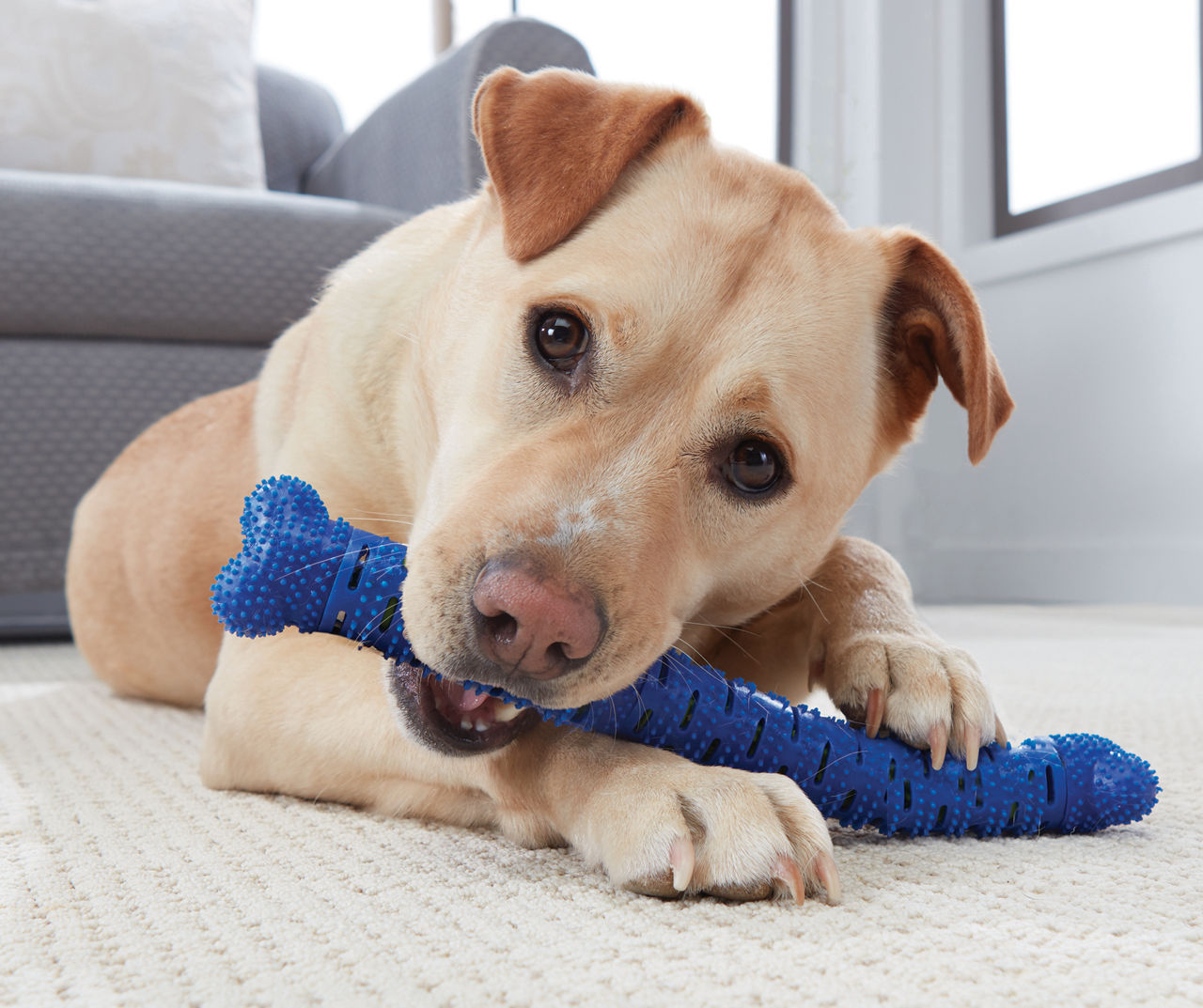 Self toothbrush for clearance dogs