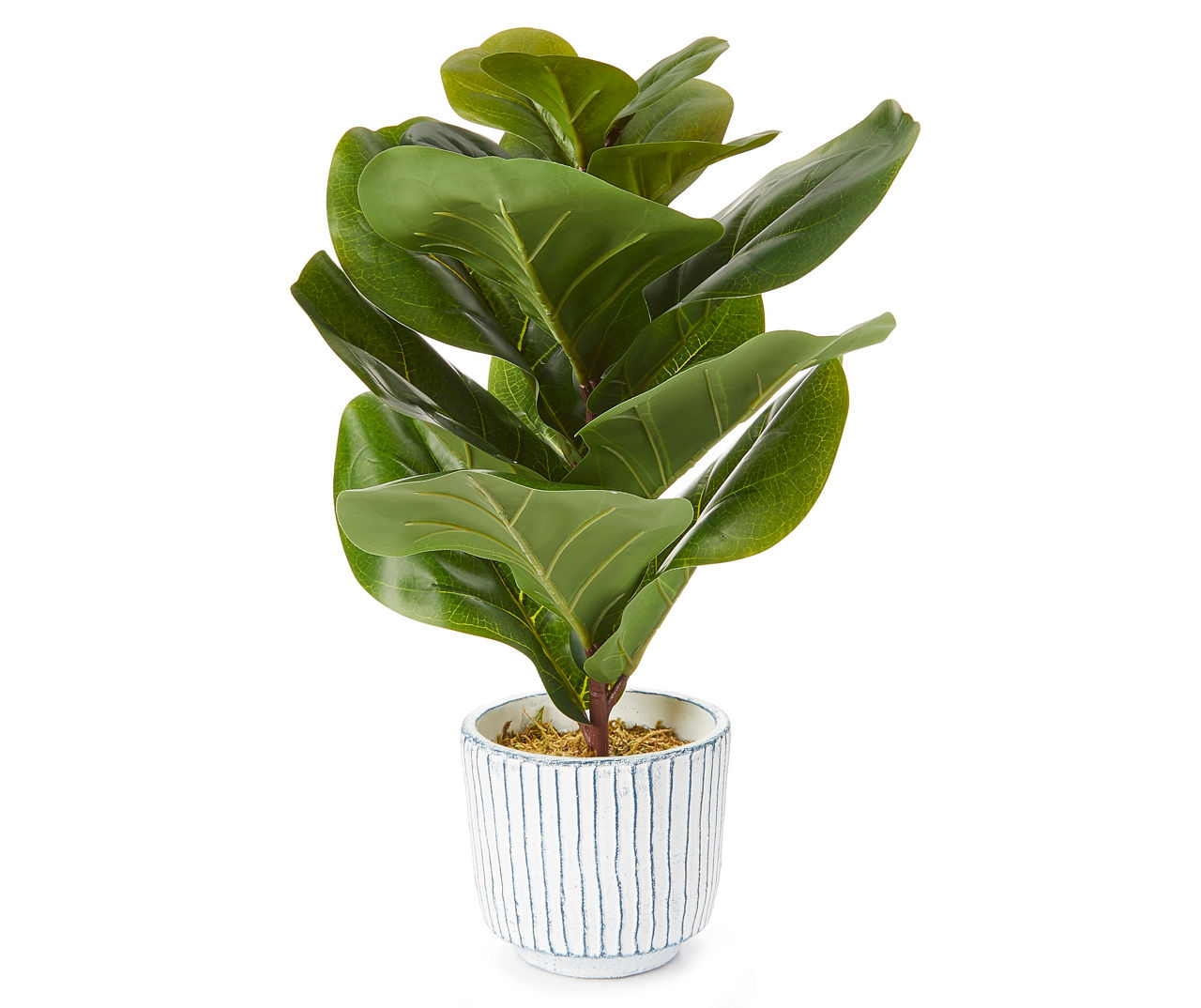 Broyhill Fiddle Fig Potted Plant | Big Lots