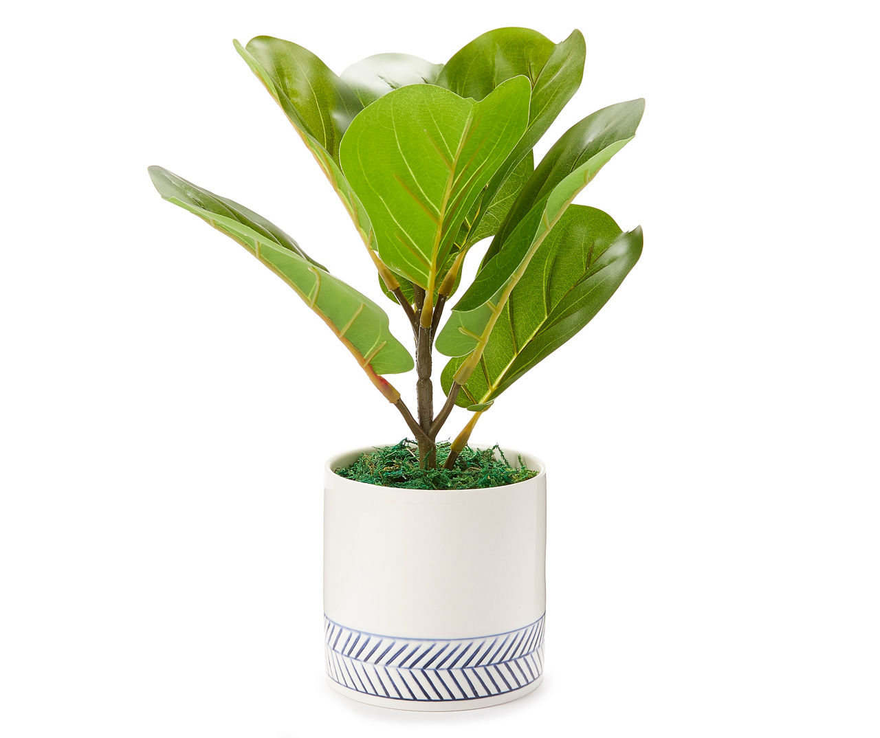 Fig Plant in White Ceramic Pot | Big Lots