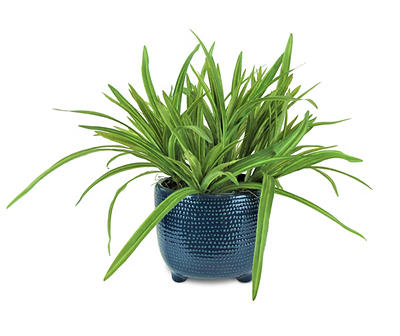 Grass Plant in Embossed Footed Pot