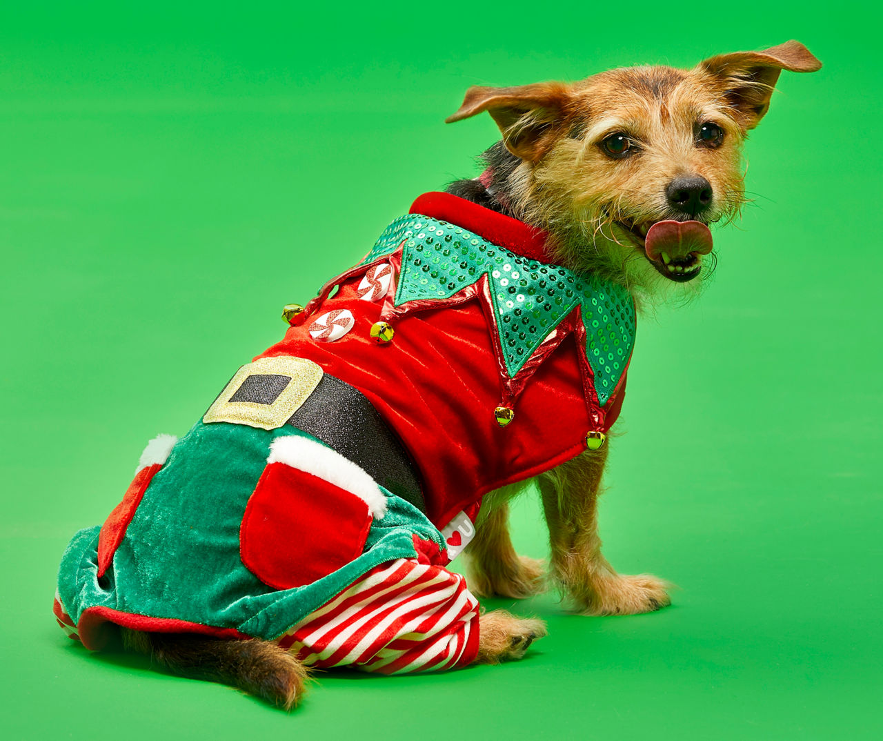 Dog in best sale elf costume