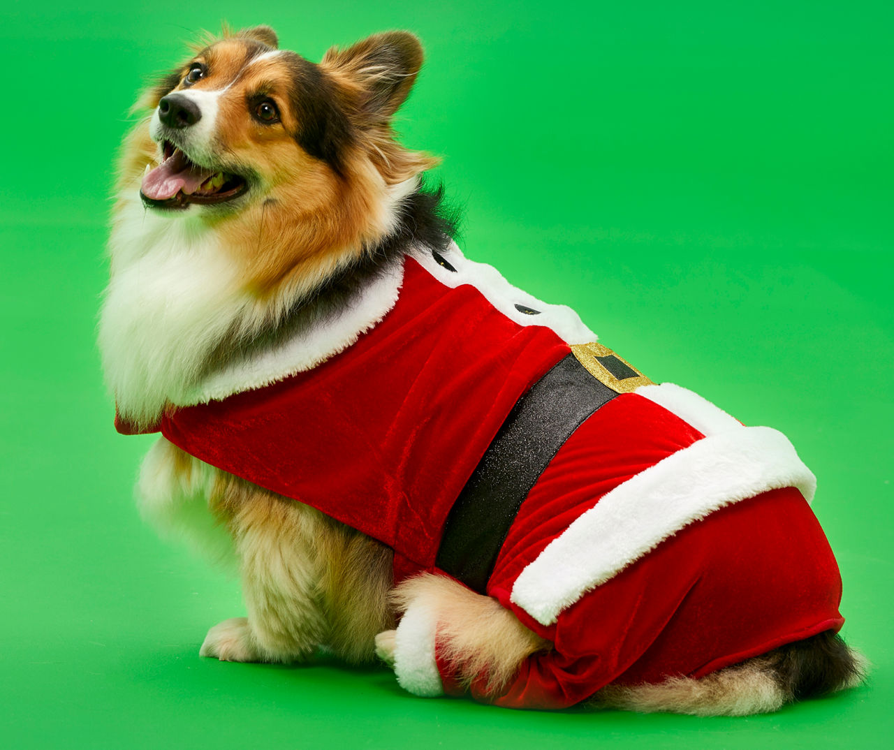 Dog in hot sale santa suit