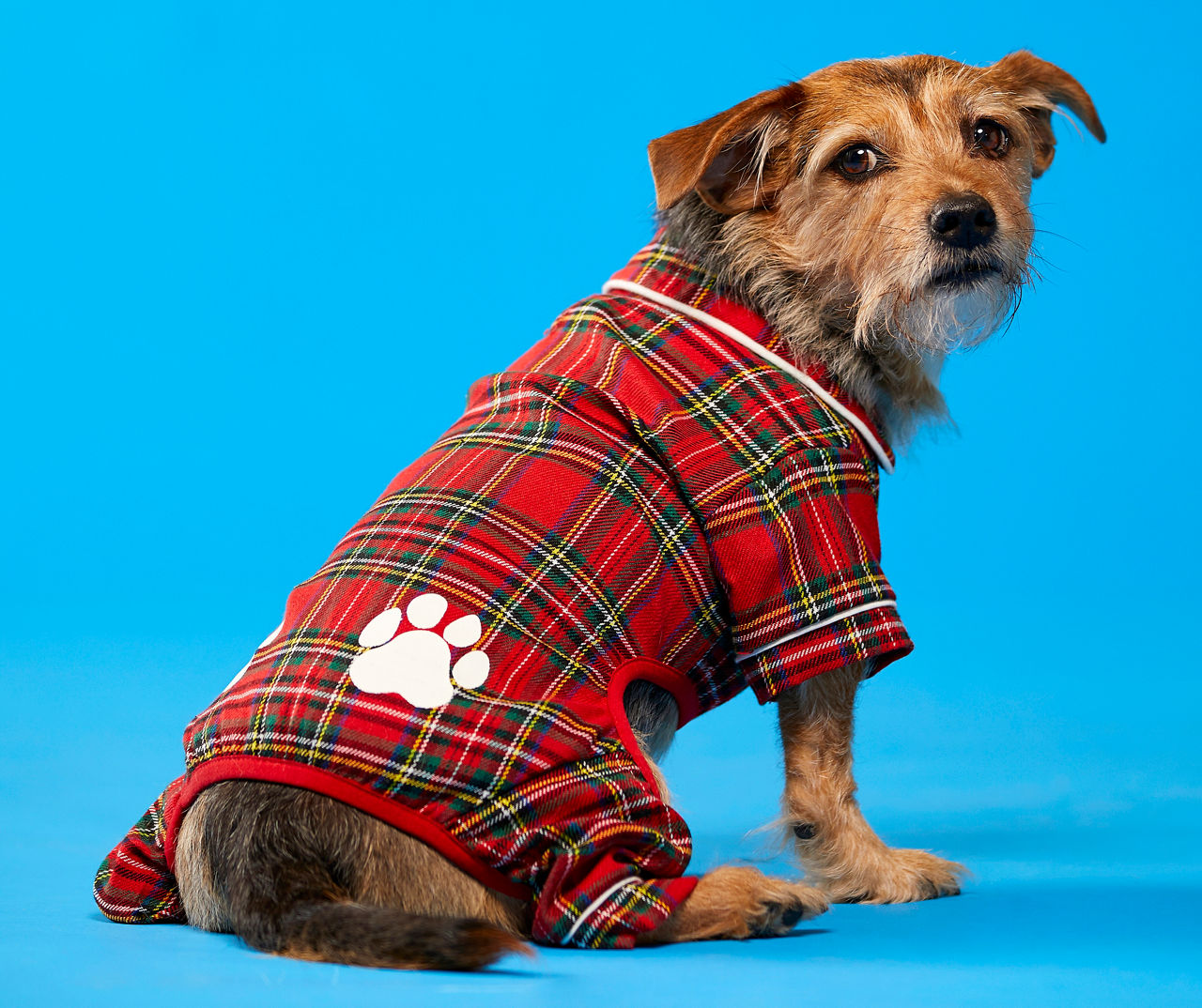 Dog flannel online pajamas