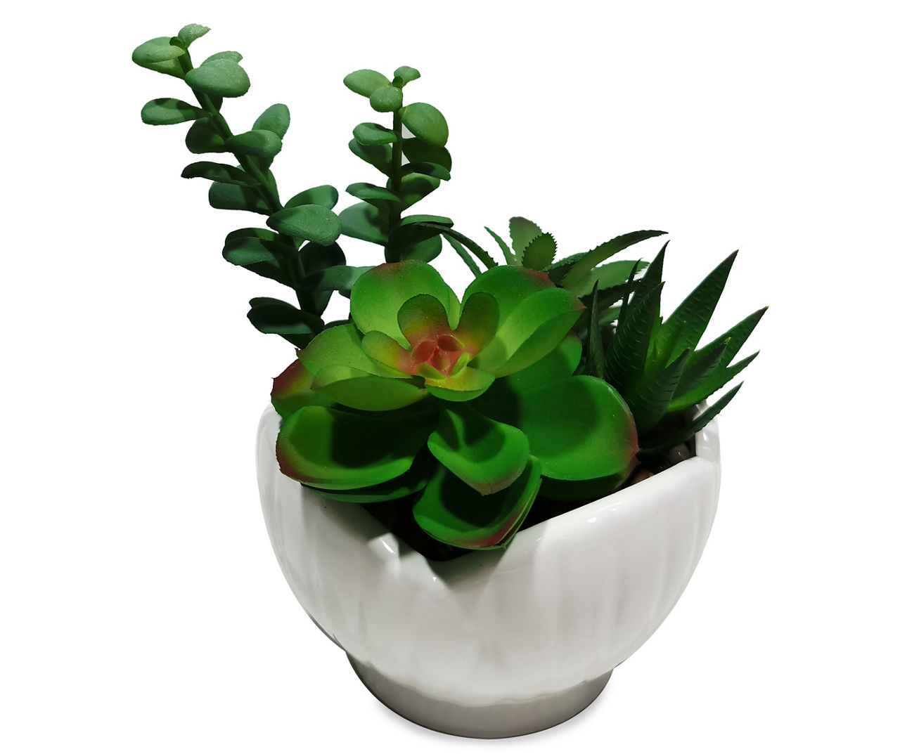 Succulents in Shell Ceramic Pot