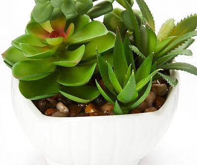 Succulents in Shell Ceramic Pot