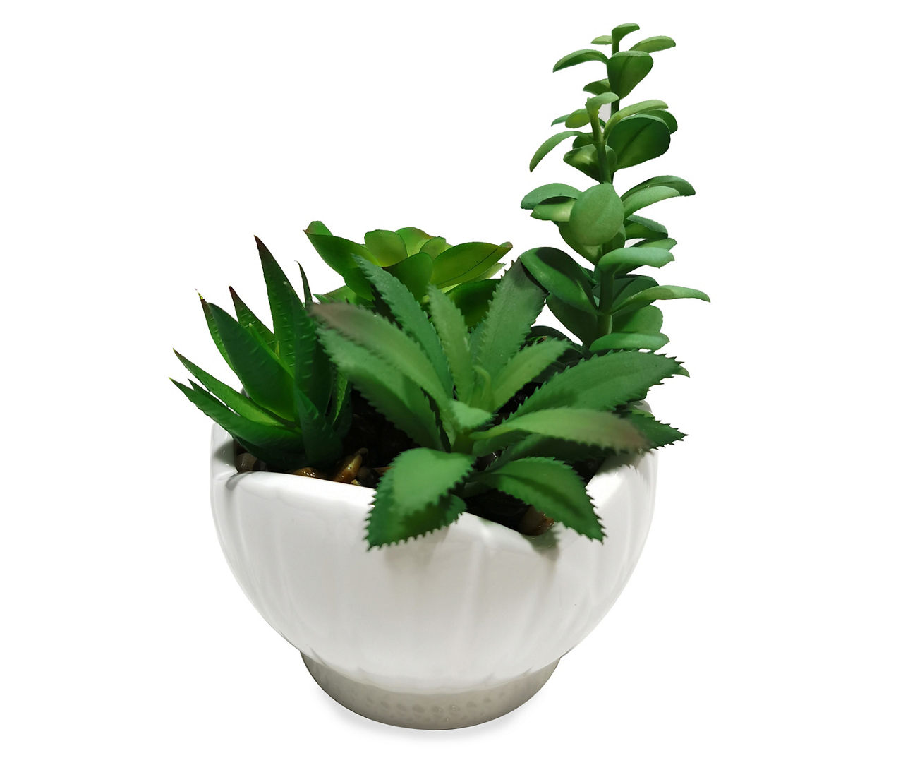 Succulents in Shell Ceramic Pot