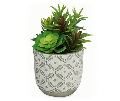 Succulents in Engraved Cement Pot