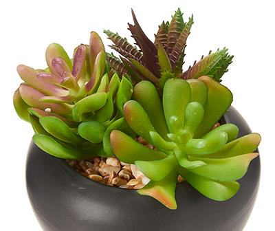 Succulent in Black Ceramic Pot