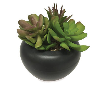 Succulent in Black Ceramic Pot