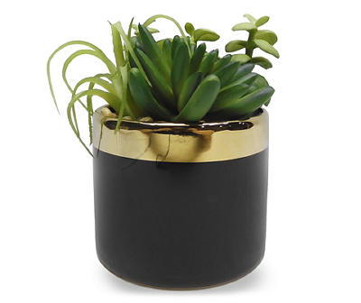 Succulents in Black & Gold Ceramic Pot