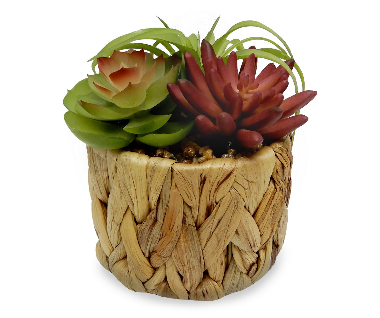 Succulents in Round Rattan Pot