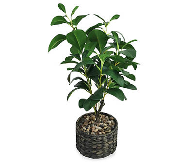 Magnolia Plant, (20”)