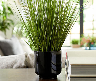 Grass Plant in Pot