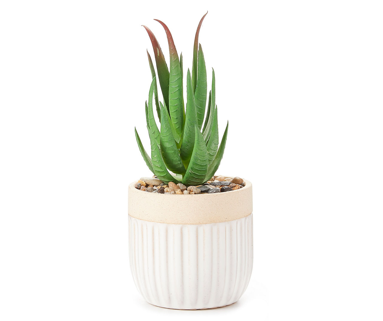 Aloe Plant in Scalloped Ceramic Pot