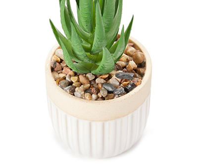 Aloe Plant in Scalloped Ceramic Pot