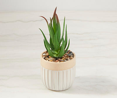 Aloe Plant in Scalloped Ceramic Pot