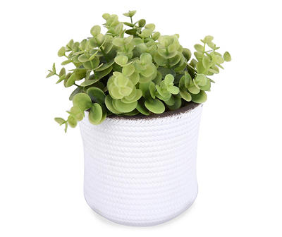 Boxwood Plant in White Cement Pot