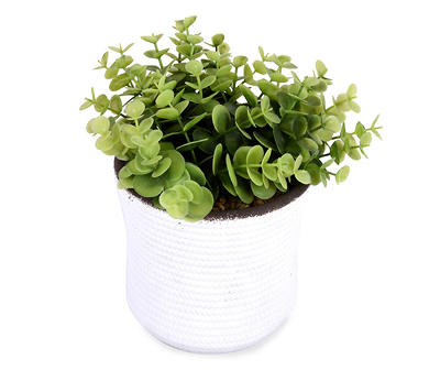 Boxwood Plant in White Cement Pot