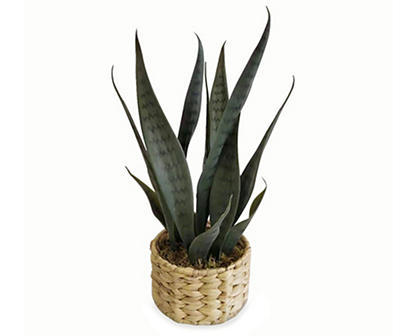 Snake Plant in Woven Grass Pot