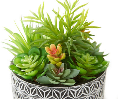 Mixed Succulents in Cement Bowl Pot