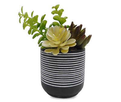 Succulent in Striped Cement Pot