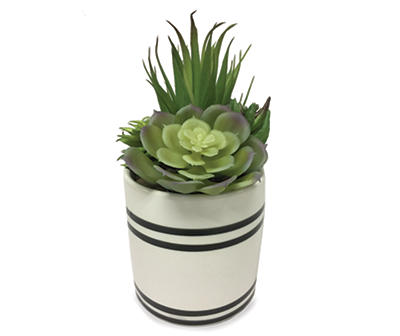 Mixed Succulents in Black & White Ceramic Pot