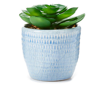 Succulent in Blue Ceramic Pot