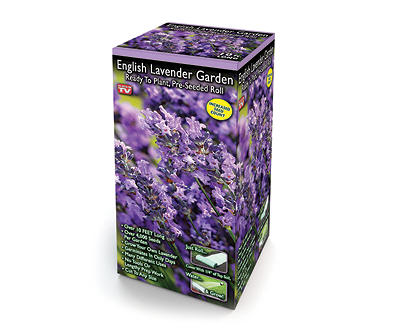 English Lavender Ready-To-Plant Pre-Seeded Garden