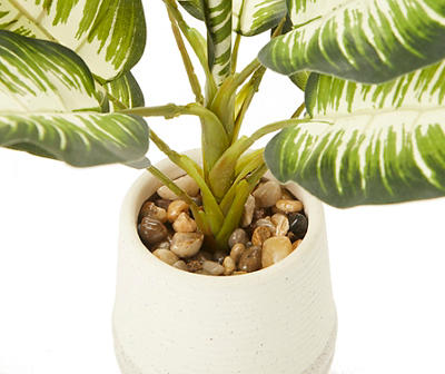 Zebra Plant in Ceramic Pot