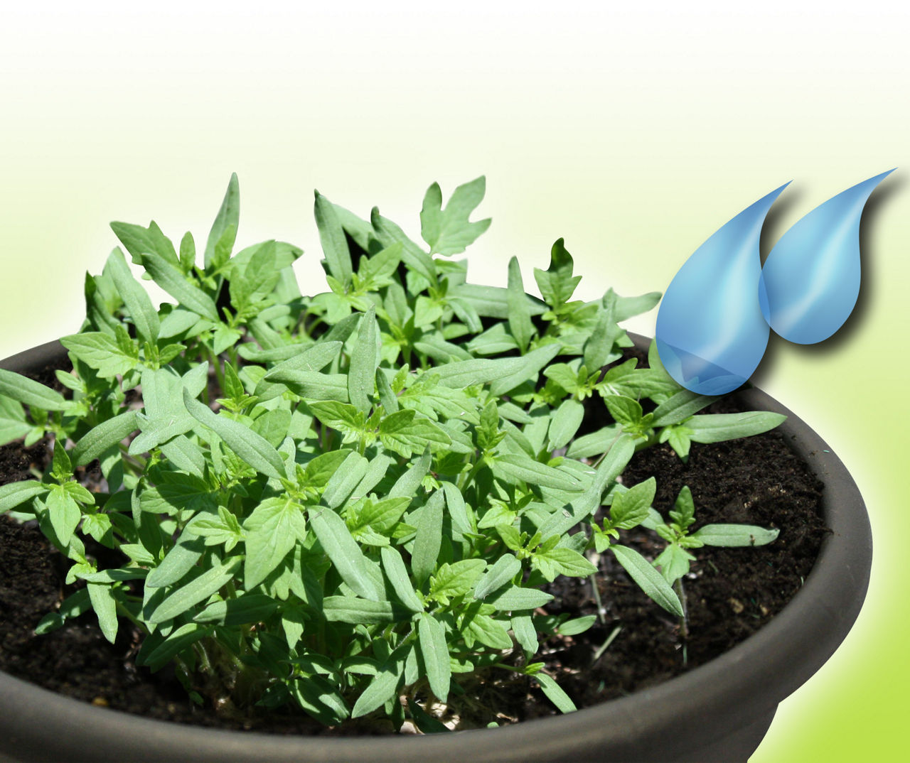 Tomato Rocket Seed Disc