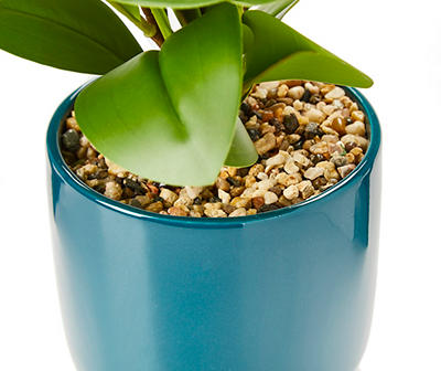 Plant in Blue Ceramic Pot