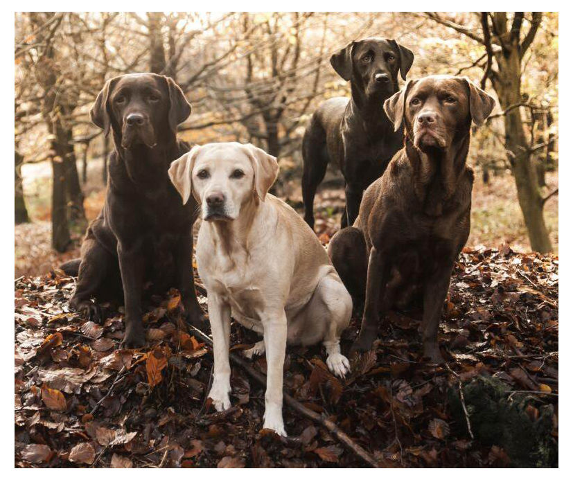 Chocolate lab blanket hot sale