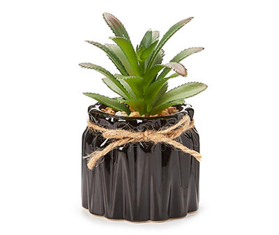 Mini Aloe Plant in Black Pot