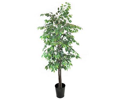 6.5' Green Ficus Tree in Black Metal Pot