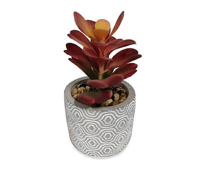 Red Succulent In Engraved Cement Pot