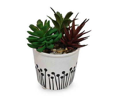 Succulent Arrangement in White & Black Ceramic Pot