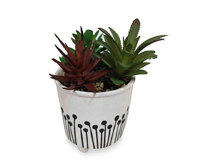 Succulent Arrangement in White & Black Ceramic Pot