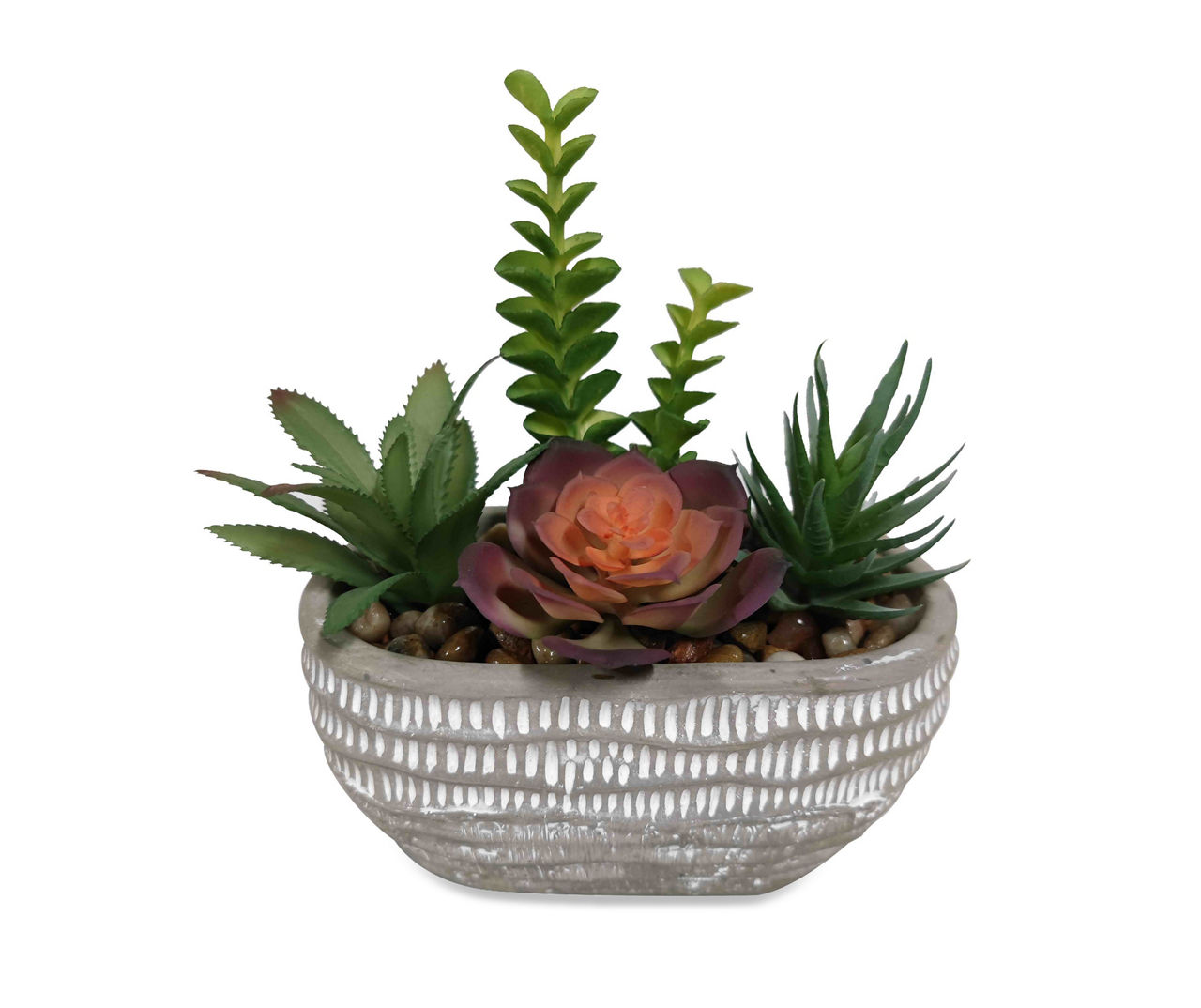 Succulent Arrangement in Spotted Cement Pot | Big Lots