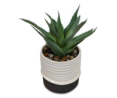 Aloe Plant in Black & White Ribbed Ceramic Pot