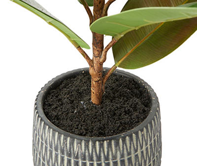 Rubber Plant in Carved Cement Pot